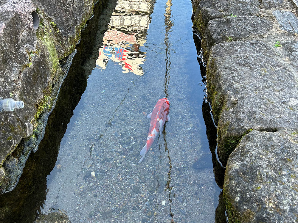 湧水で泳ぐ鯉写真